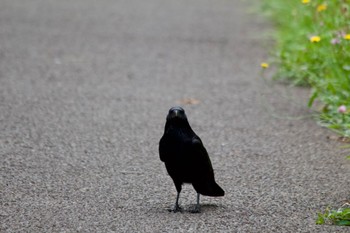 Carrion Crow 家の近所 Wed, 5/1/2024