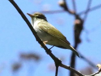 Eastern Crowned Warbler 野幌森林公園 Thu, 5/2/2024