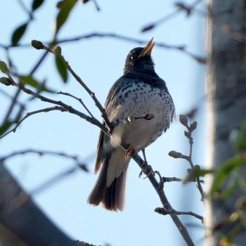 Japanese Thrush Nishioka Park Thu, 5/2/2024