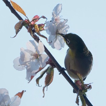 Warbling White-eye Nishioka Park Thu, 5/2/2024