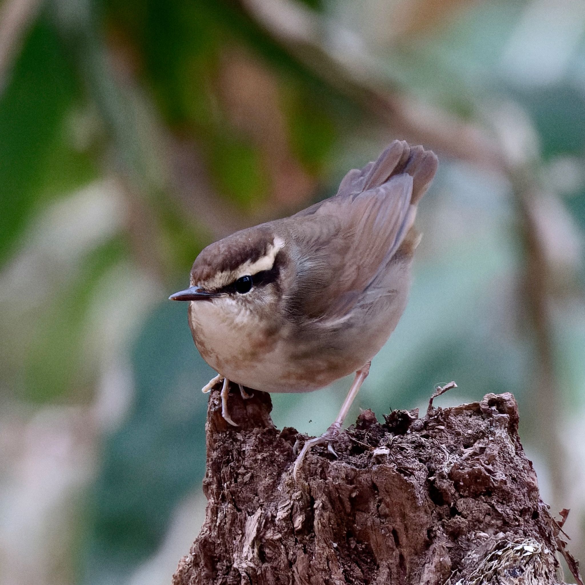 Photo of Asian Stubtail at Nishioka Park by haha.9535