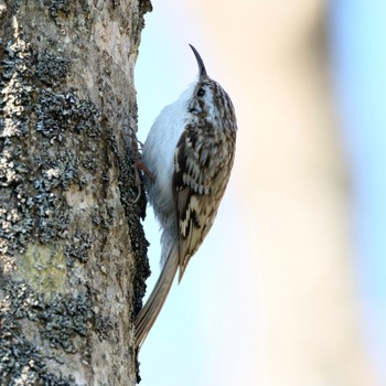 Eurasian Treecreeper Nishioka Park Thu, 5/2/2024