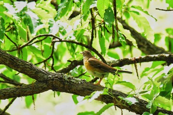 Eyebrowed Thrush Akashi Park Thu, 5/2/2024