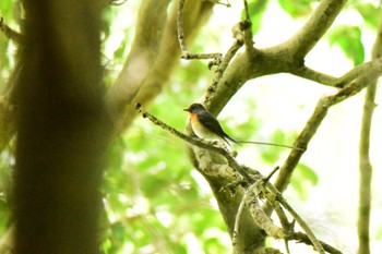 Mugimaki Flycatcher Akashi Park Thu, 5/2/2024