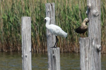 Black-faced Spoonbill Kasai Rinkai Park Sun, 4/28/2024