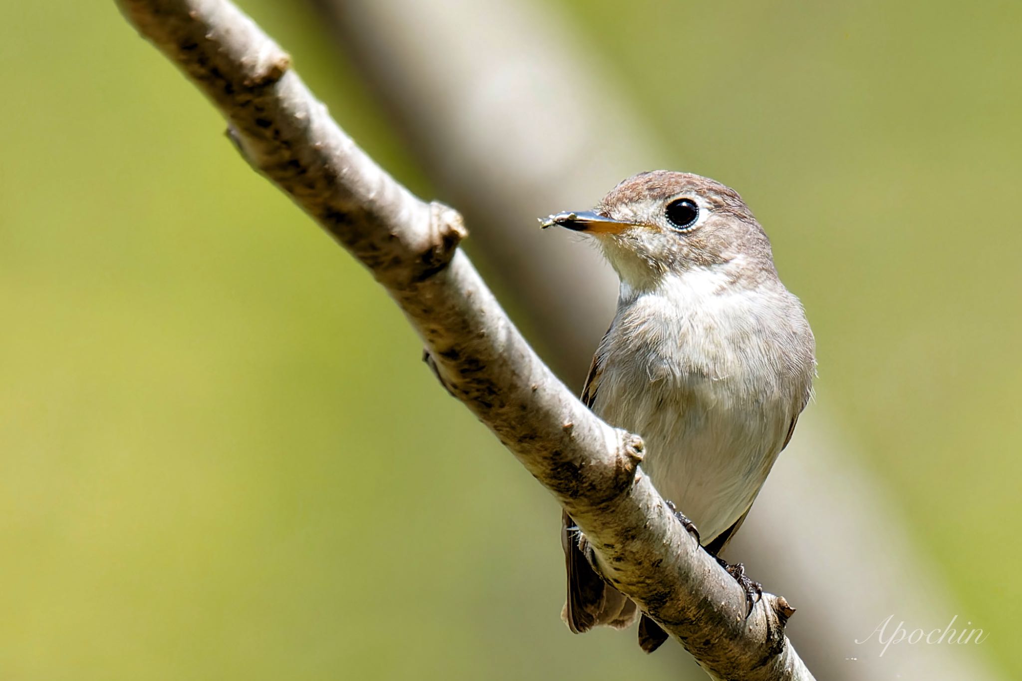 Photo of Asian Brown Flycatcher at 北杜市 by アポちん