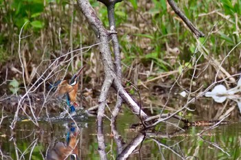 Common Kingfisher 名古屋平和公園 Fri, 4/26/2024
