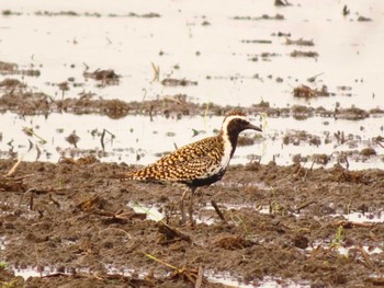 Pacific Golden Plover Inashiki Sun, 4/28/2024