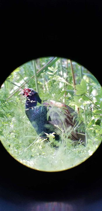 キジ ふれあい松戸川 2024年5月2日(木)