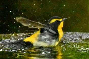 2024年5月2日(木) 権現山(弘法山公園)の野鳥観察記録