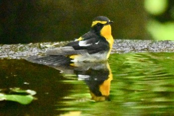 キビタキ 権現山(弘法山公園) 2024年5月2日(木)