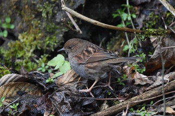 Japanese Accentor 日向林道 神奈川県伊勢原市 Sat, 3/9/2024