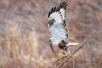 Rough-legged Buzzard 利根川 Sun, 2/25/2024