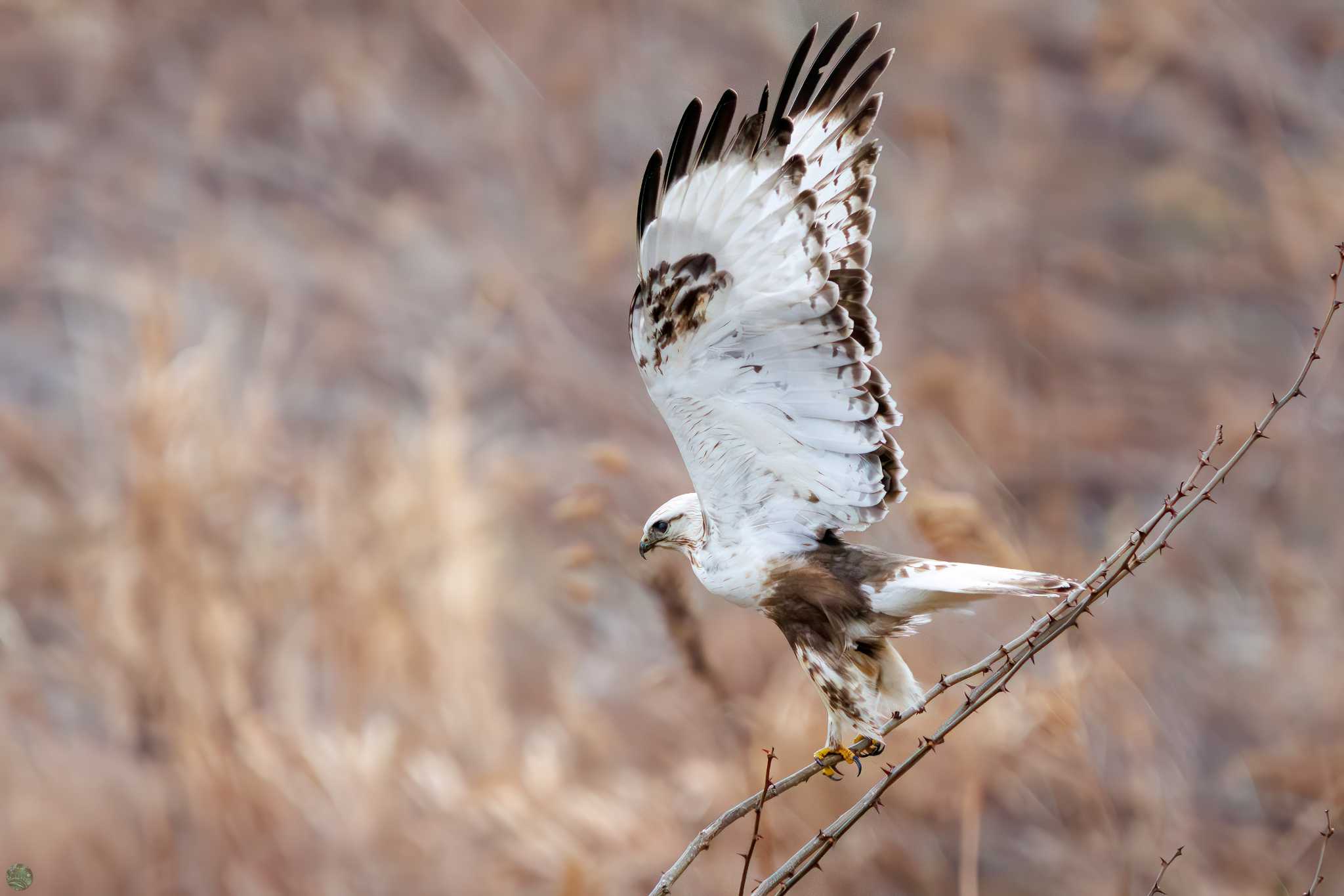 Rough-legged Buzzard