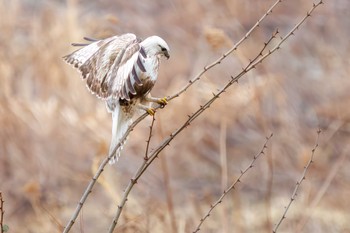 Rough-legged Buzzard 利根川 Sun, 2/25/2024