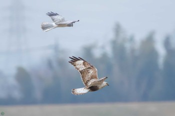 Rough-legged Buzzard 利根川 Sun, 2/25/2024