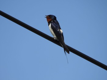 Barn Swallow 江戸川河川敷 Thu, 5/2/2024