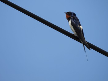 Barn Swallow 江戸川河川敷 Thu, 5/2/2024