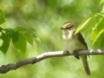 Oriental Reed Warbler ふれあい松戸川 Thu, 5/2/2024