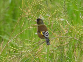 Grey-capped Greenfinch ふれあい松戸川 Thu, 5/2/2024