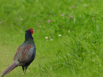 Green Pheasant ふれあい松戸川 Thu, 5/2/2024