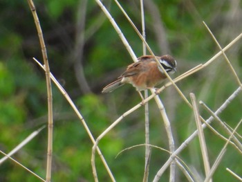 Meadow Bunting ふれあい松戸川 Thu, 5/2/2024