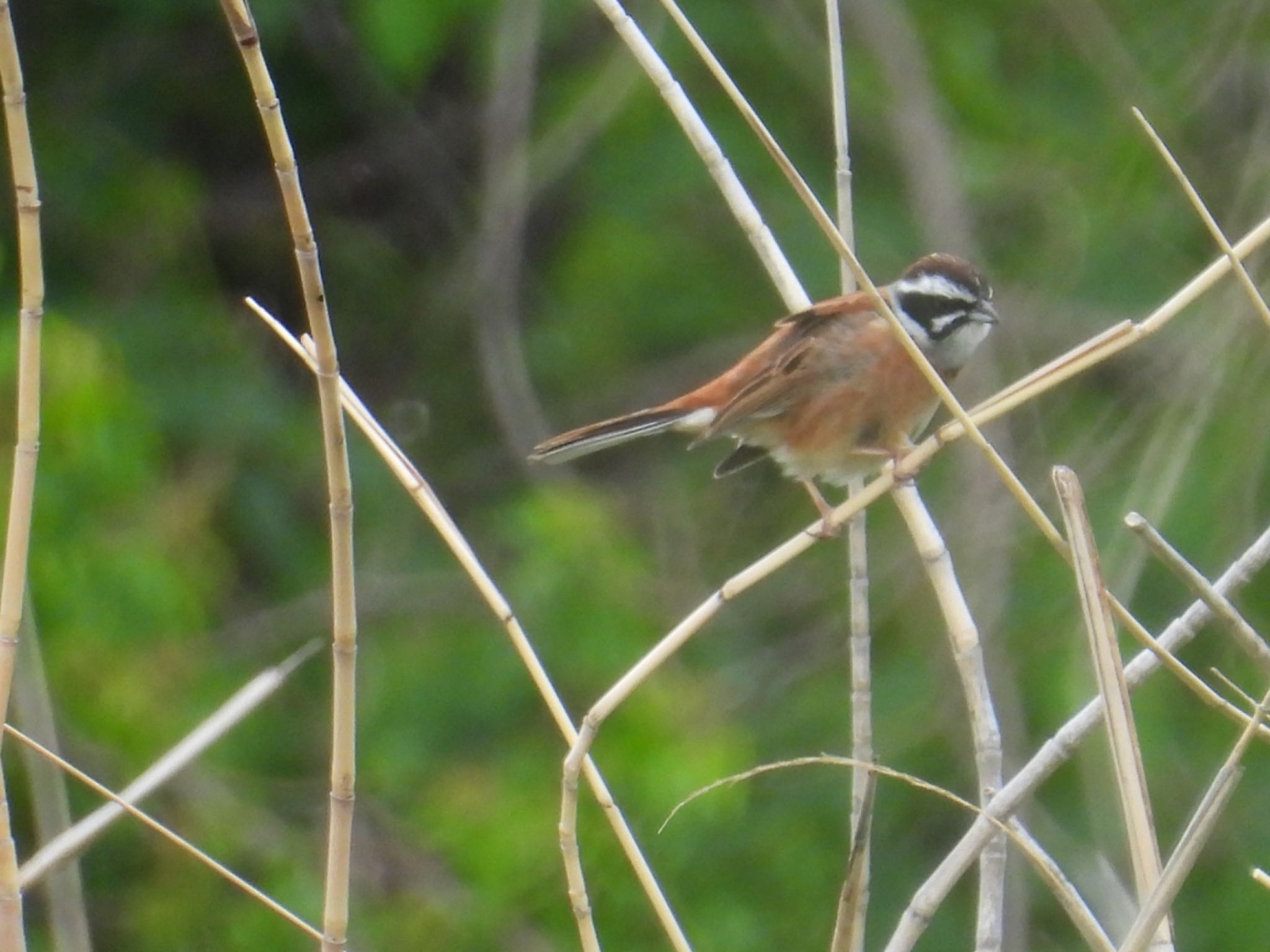 Photo of Meadow Bunting at ふれあい松戸川 by yuco