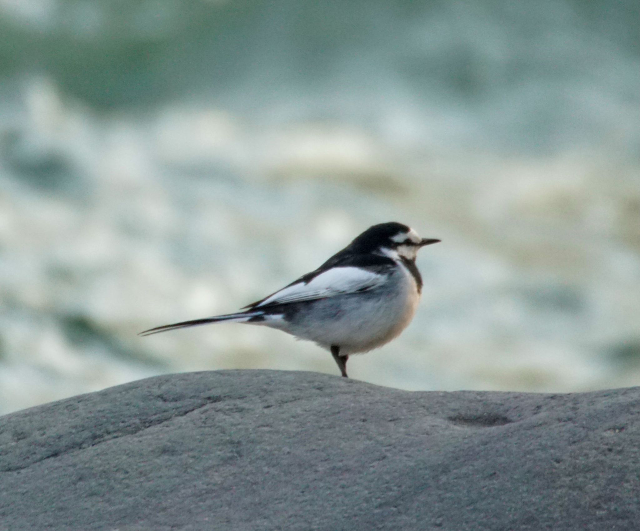 Photo of White Wagtail at Makomanai Park by xuuhiro