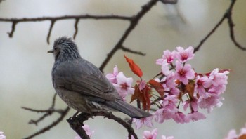 Brown-eared Bulbul Makomanai Park Tue, 4/30/2024