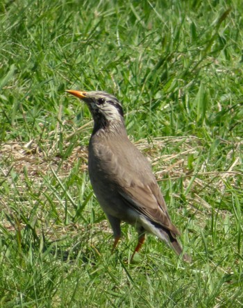 White-cheeked Starling 豊平川 Thu, 5/2/2024