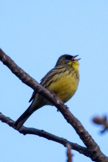 Masked Bunting Makomanai Park Mon, 4/29/2024