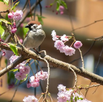Eurasian Tree Sparrow 月寒公園 Thu, 5/2/2024