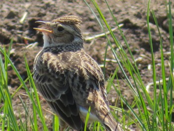 Eurasian Skylark 豊平川 Thu, 5/2/2024