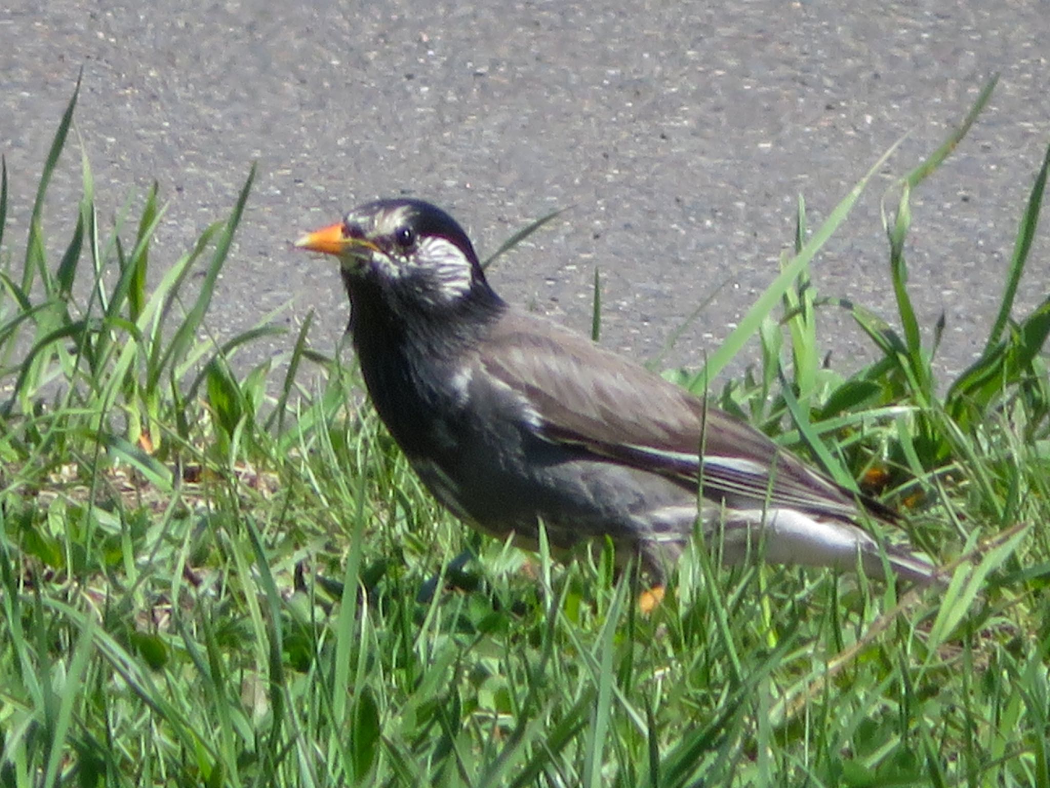 Photo of White-cheeked Starling at 豊平川 by xuuhiro