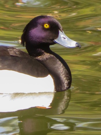 Tufted Duck 月寒公園 Thu, 5/2/2024