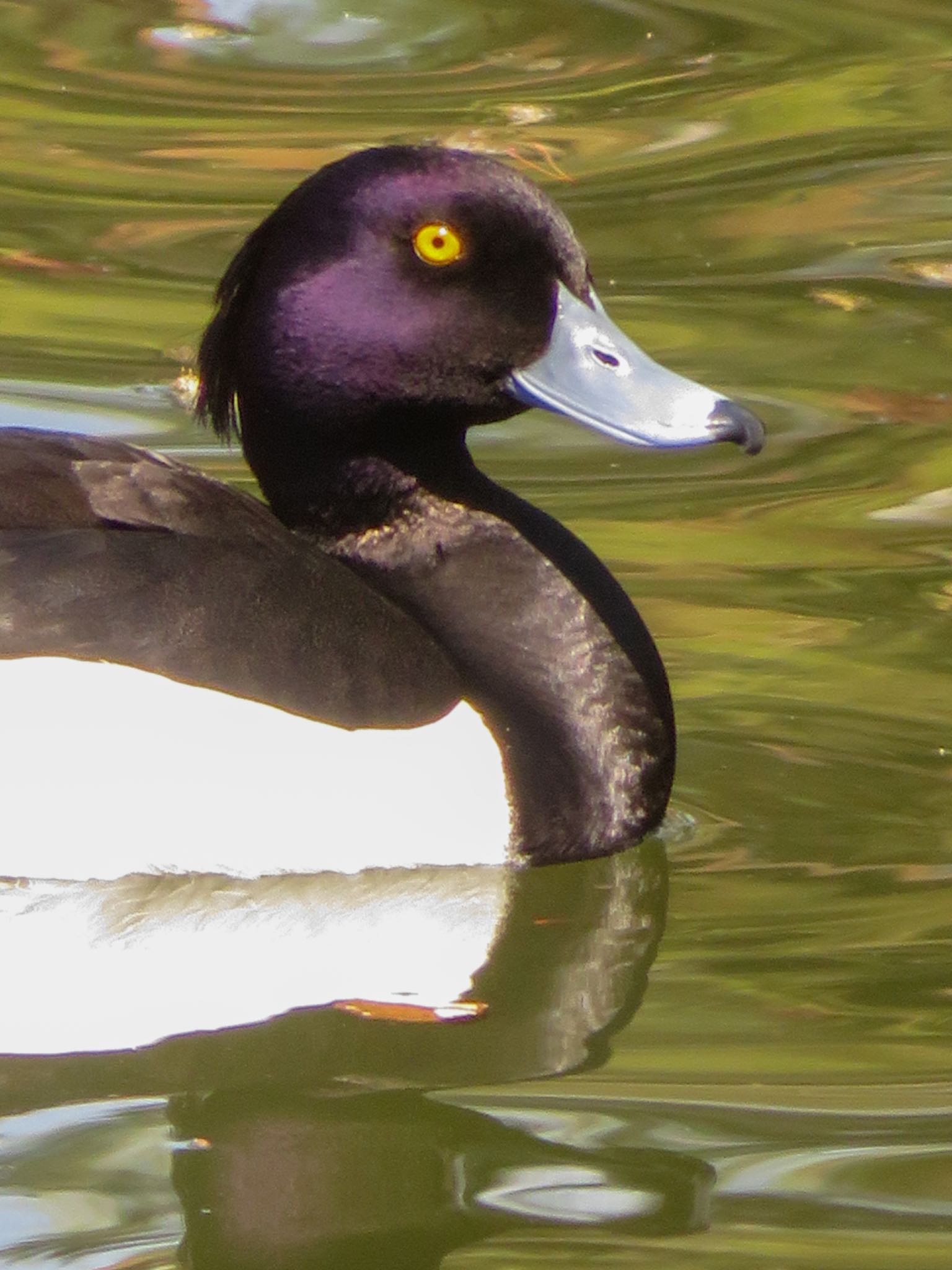 Photo of Tufted Duck at 月寒公園 by xuuhiro