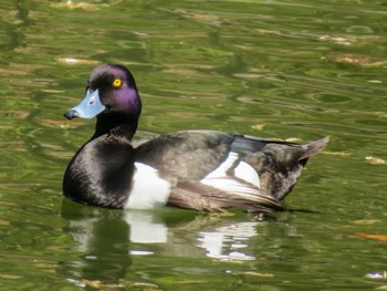 Tufted Duck 月寒公園 Thu, 5/2/2024