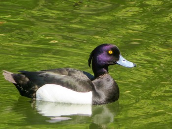 Tufted Duck 月寒公園 Thu, 5/2/2024