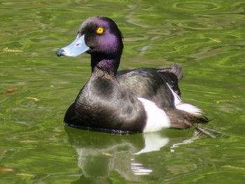 キンクロハジロ 月寒公園 2024年5月2日(木)