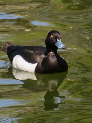 Tufted Duck 月寒公園 Thu, 5/2/2024