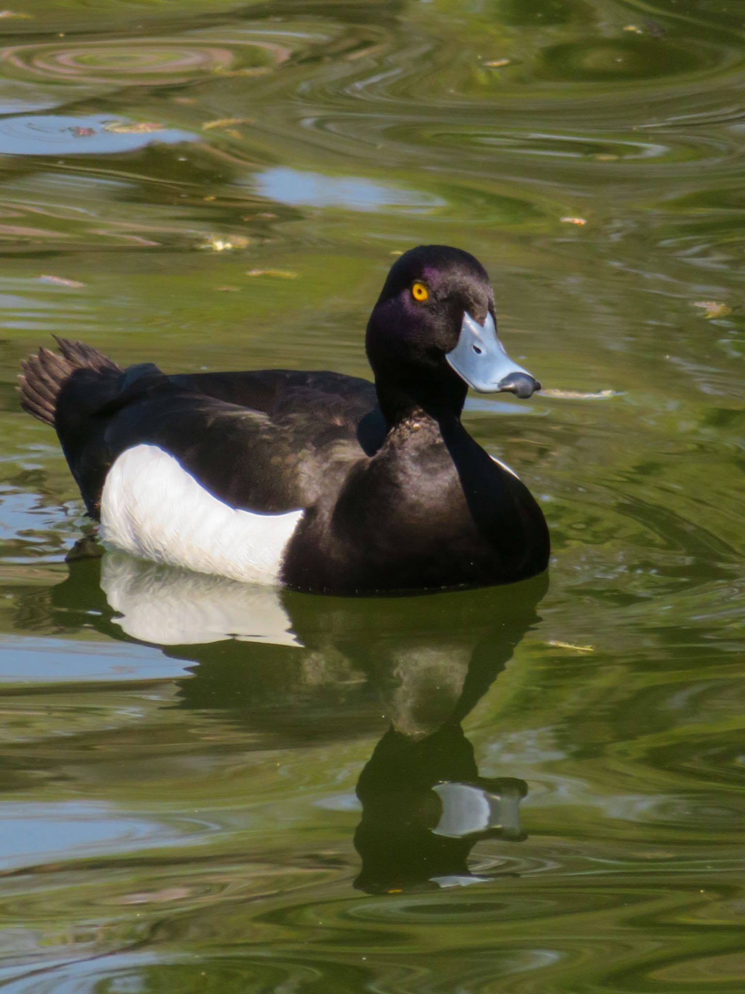 Photo of Tufted Duck at 月寒公園 by xuuhiro