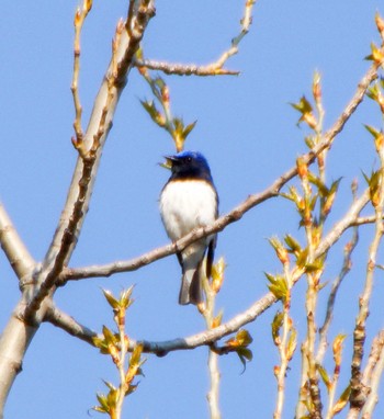 Blue-and-white Flycatcher Makomanai Park Thu, 5/2/2024