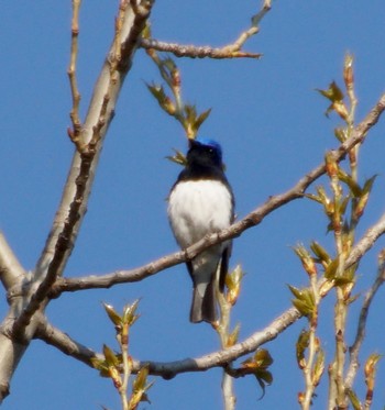 Blue-and-white Flycatcher Makomanai Park Thu, 5/2/2024