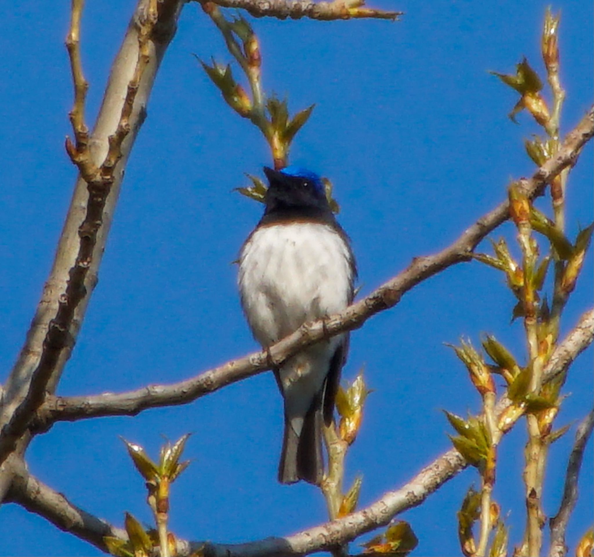 Photo of Blue-and-white Flycatcher at Makomanai Park by xuuhiro