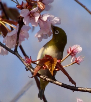 Warbling White-eye Makomanai Park Thu, 5/2/2024