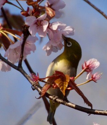 Warbling White-eye Makomanai Park Thu, 5/2/2024