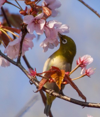 Warbling White-eye Makomanai Park Thu, 5/2/2024