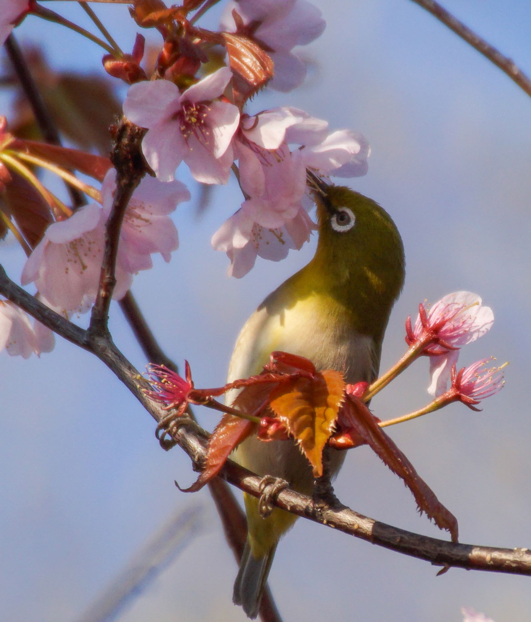 真駒内公園 メジロの写真 by xuuhiro