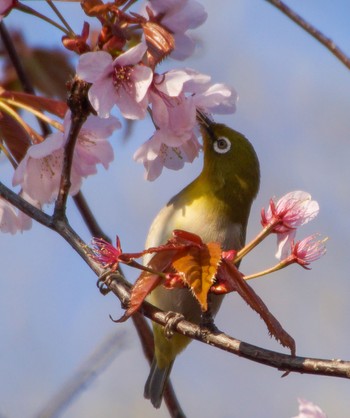 Warbling White-eye Makomanai Park Thu, 5/2/2024