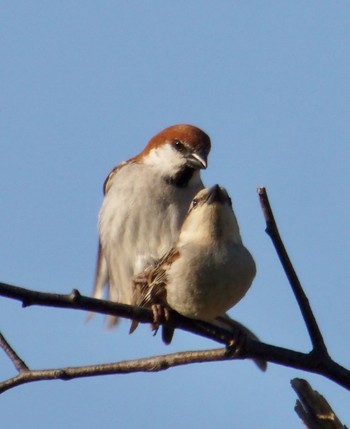 Russet Sparrow Makomanai Park Thu, 5/2/2024